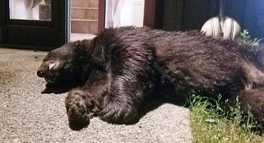 Evine Giren 180 Kiloluk Ayıyı Vurarak Öldürdü