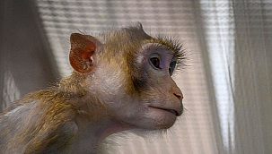 NASA, 27 Denek Maymun Öldürmüş!