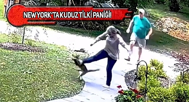 NY'ta Telefonla Konuşan Kadına Kuduz Tilki Saldırdı