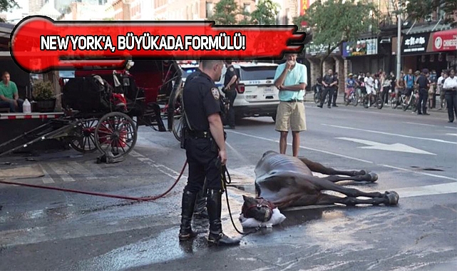 NYC'de Fayton Çeken At Sıcaktan Bayılınca...