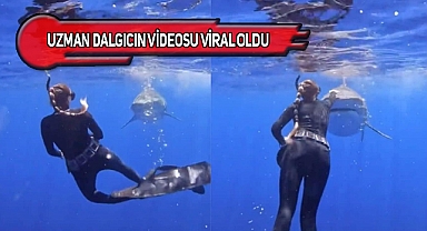 Okyanusta Köpekbalığı Saldırısından Nasıl Kaçılır?