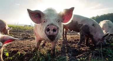 Ölü Domuzlardaki Hücreleri Canlandırdılar