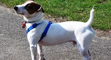 Sahibini Ayıdan "ninja hareketleriyle" Kurtardı