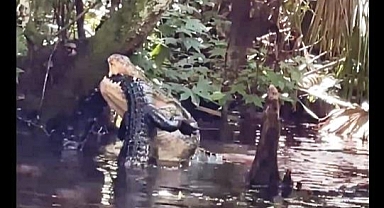 Timsah Hemcinsini Yerken Görüntülendi