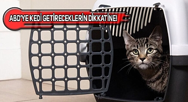 ABD'ye Kedi Getirecekler İçin Güncel Bilgiler