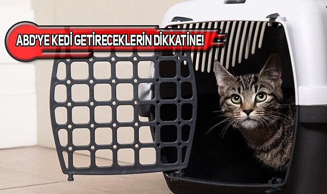 ABD'ye Kedi Getirecekler İçin Güncel Bilgiler