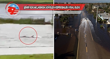Kasırganın Vurduğu Florida'da Köpekbalığı Korkusu