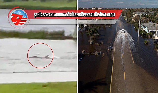 Kasırganın Vurduğu Florida'da Köpekbalığı Korkusu