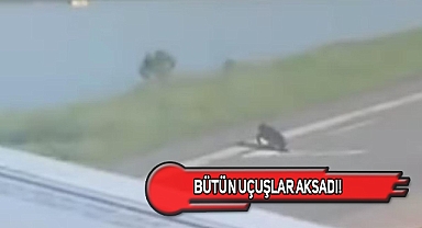 South Carolina'da Timsah Piste Çıkınca!..