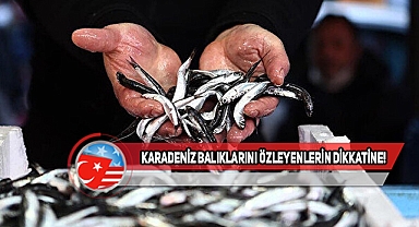 Türkiye'den ABD'ye Taze Balık Geliyor...