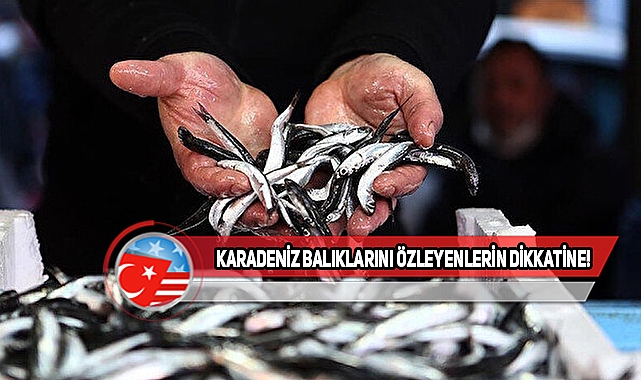 Türkiye'den ABD'ye Taze Balık Geliyor...