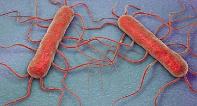 ABD'de Et Yiyen Bakteri Alarmı: 11 Ölü