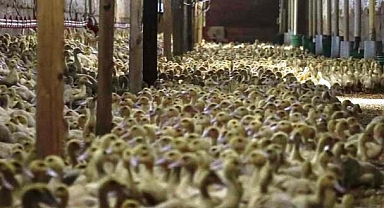 ABD'de O  Vaka 2015'ten Sonra En Yüksek Seviyede