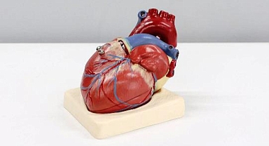 "Aşk hormonu" Hasarlı Kalpleri İyileştiriyor