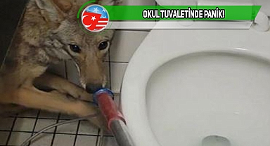 California'da Okul Tuvaletine Çakal Girdi