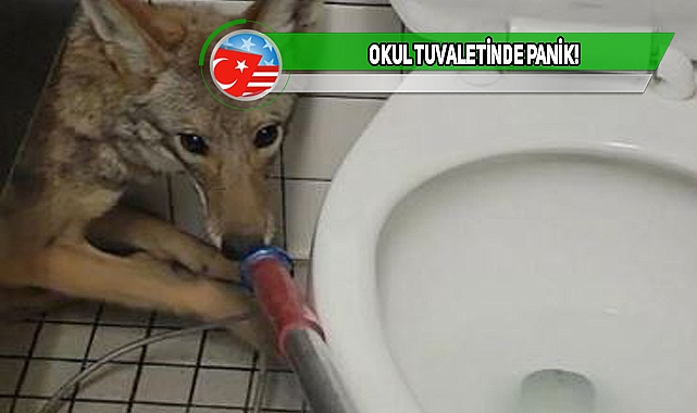 California'da Okul Tuvaletine Çakal Girdi