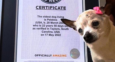  Dünyanın En Yaşlı Köpeği Amerika'da Öldü