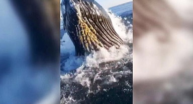 Kambur Balina Balıkçı Teknesine Çıktı