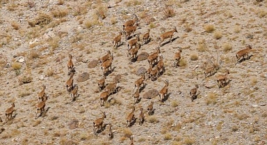 Korkunç Rapor! 1970'ten Bu Yana Yüzde 69 Düşüş Var