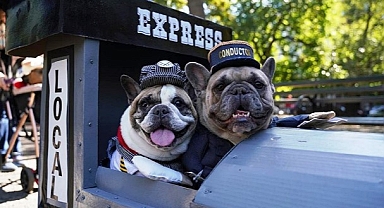 New York'ta Köpekler Cadılar Bayramı İçin Yarıştı