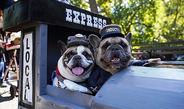 New York'ta Köpekler Cadılar Bayramı İçin Yarıştı