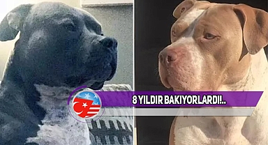 Tennessee'de Baktıkları Pitbull, Aileye Dehşeti Yaşattı