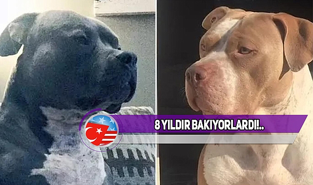 Tennessee'de Baktıkları Pitbull, Aileye Dehşeti Yaşattı