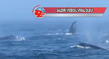 Washington Açıklarında Kambur Balinalara Saldırı!