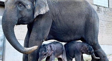 ABD'de Bir İlk: Filin Yaptığına İnanamayacaksınız!