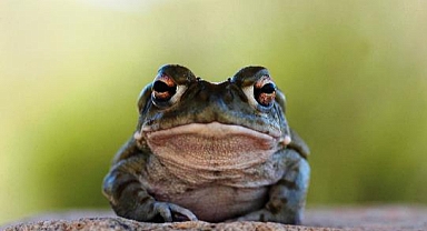 ABD Milli Park Hizmeti'nden Çağrı: "kurbağaları yalamayın"