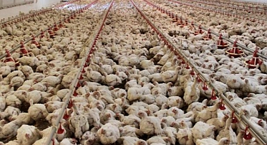 ABD Tarihinin En Ölümcül Salgını