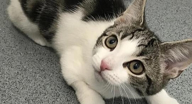 Cinsel Organı Olmayan Kedi, Uzmanları Şaşırttı