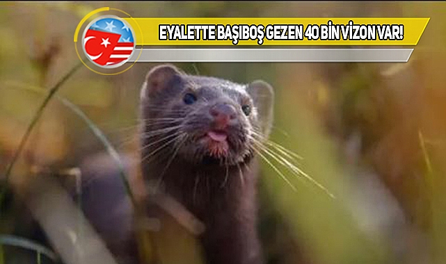 Ohio'luların Dikkatine!
