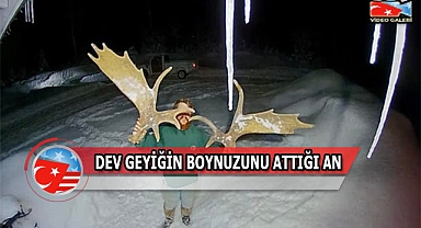 Dev Geyik Boynuzlarını Böyle Attı