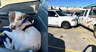 Direksiyon Başındaki Köpek Otoparkı Birbirine Kattı