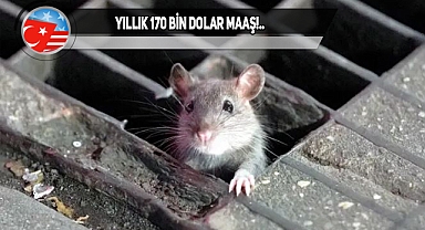 New York'ta Farelere Karşı Çalışacak Eleman Aranıyor
