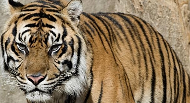 ABD'de İki Kaplan Safari Parkından Kaçtı