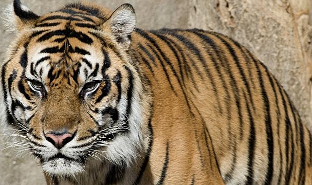 ABD'de İki Kaplan Safari Parkından Kaçtı