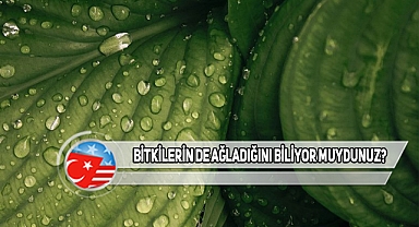 Bitkilerin Ağladığında Çıkardığı Ses!
