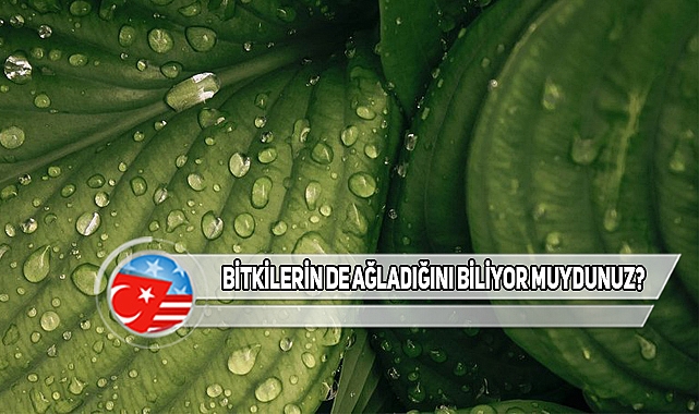 Bitkilerin Ağladığında Çıkardığı Ses!