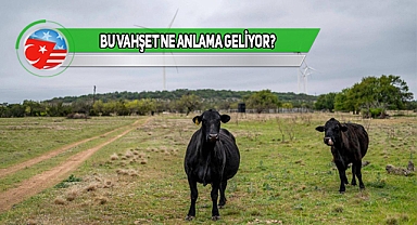 Texas'ta Dilleri Kesilmiş Halde 6 Ölü İnek Bulundu