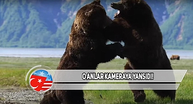 Alaska'da İki Ayı Kıyasıya Kavgaya Tutuştu