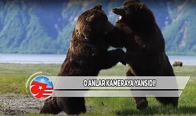 Alaska'da İki Ayı Kıyasıya Kavgaya Tutuştu