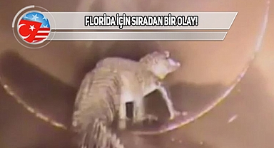 Florida'da Su Borusunda 1.7 Metrelik Timsah