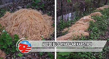 NJ'de Ormana 230 Kilo Spagetti Neden Bırakıldı?