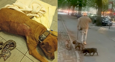 ABD Central Park'ta Hayvan Cinayeti