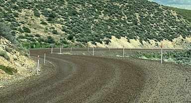 ABD'nin Nevada Eyaletinde Cırcır Böceği İstilası 