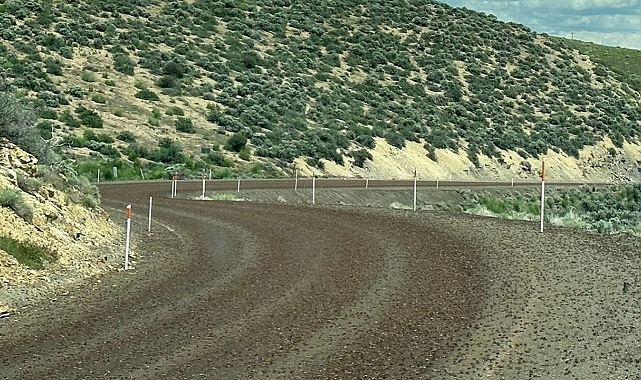 ABD'nin Nevada Eyaletinde Cırcır Böceği İstilası
