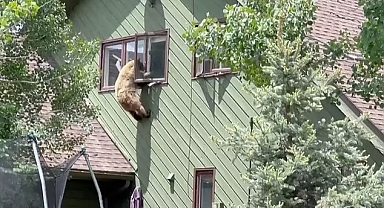 Davetsiz Misafirin Böylesi !