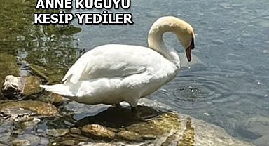 New York'ta Kuğu Yiyen Gençlere Gözaltı